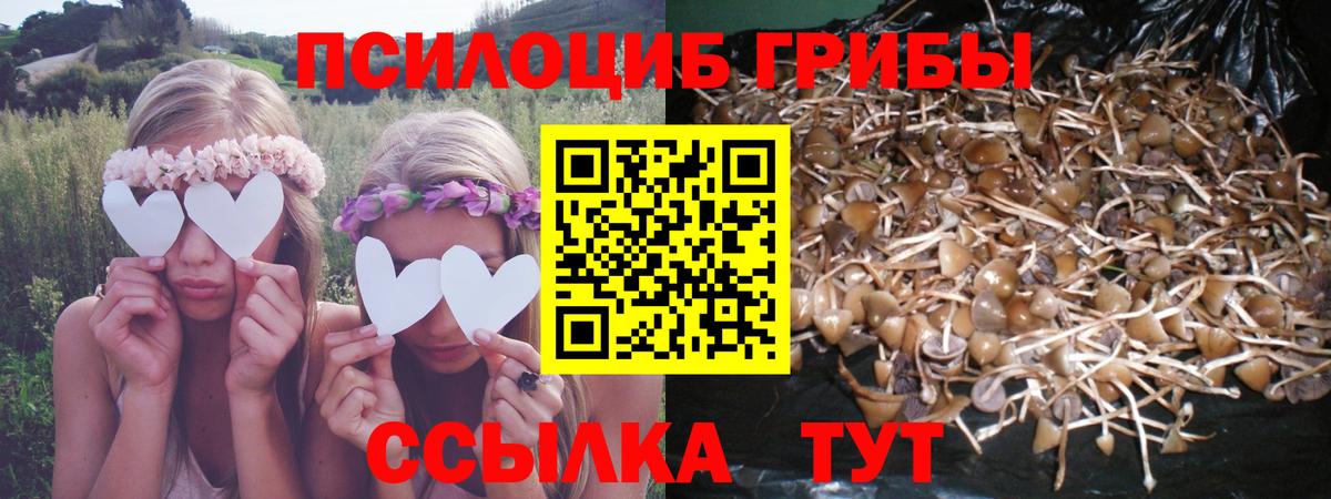 как найти закладки  Псилоцибиновые грибы Psilocybe  Вход с VPN  Муравленко  Галлюциногенные грибы GOLDEN TEACHER 